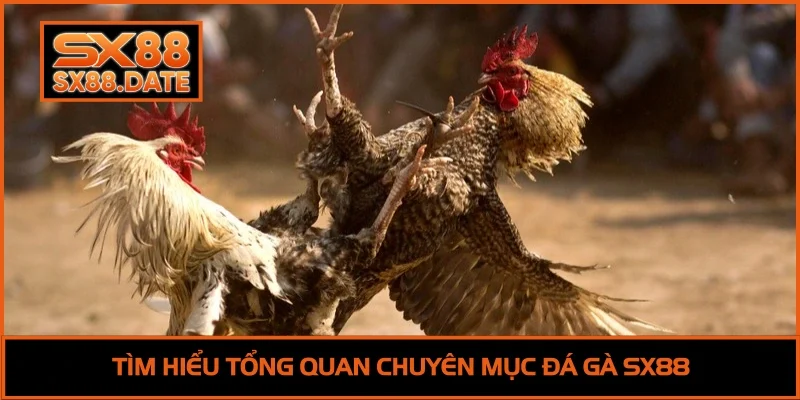 Đá Gà SX88 - Trải Nghiệm Đấu Trường Siêu Đỉnh Cao 2025 Tìm hiểu tổng quan chuyên mục đá gà SX88